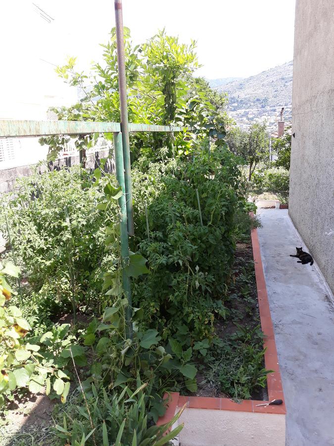 Studio Apartment Garden Dubrovnik Exterior photo